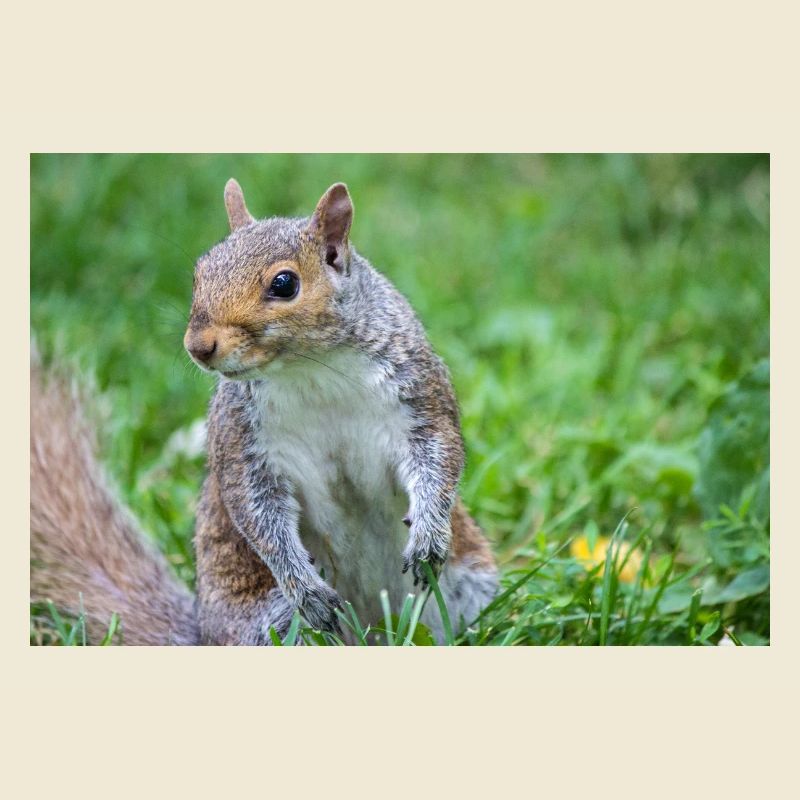 Grey squirrel Grauhörnchen Sciurus carolinensis
