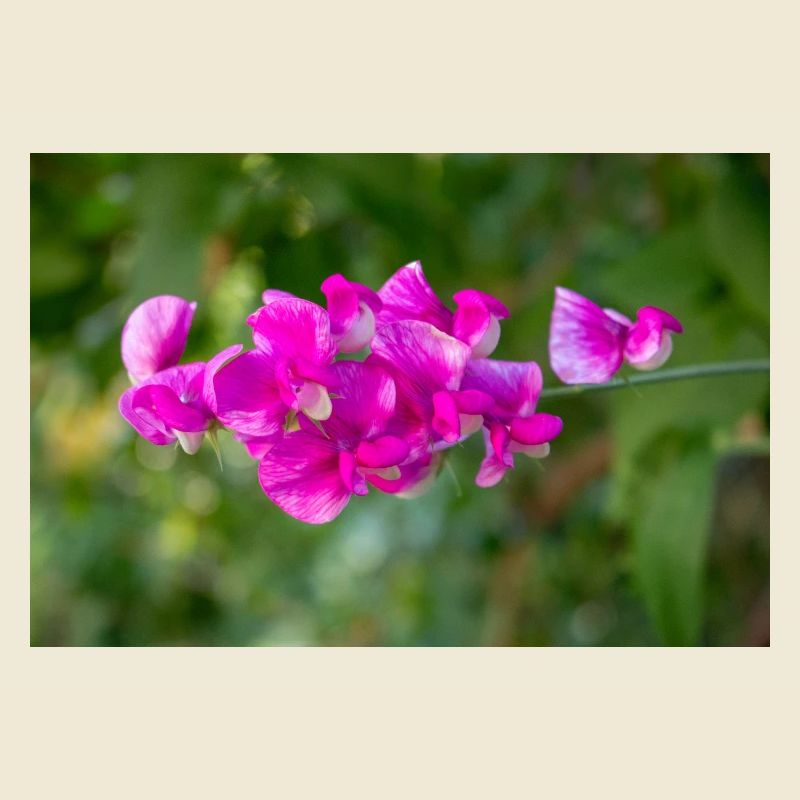 pois vivace éternel Lathyrus latifolius