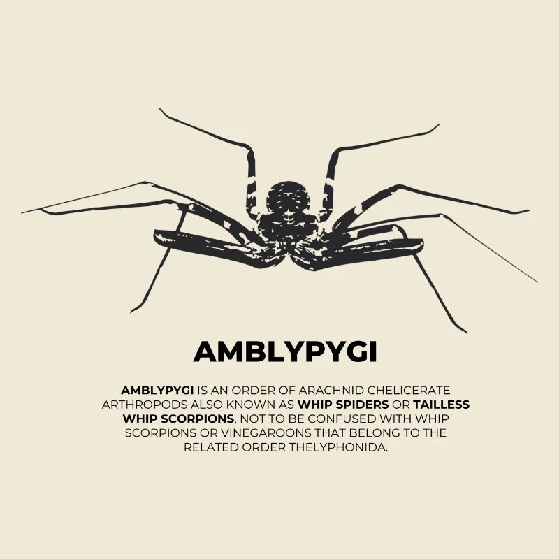 Geißelspinne - Amblypygi