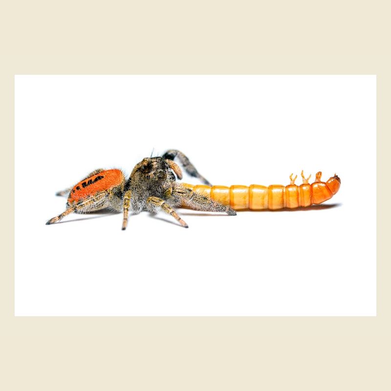 Araignée sauteuse Phidippus texanus araignée sauteuse