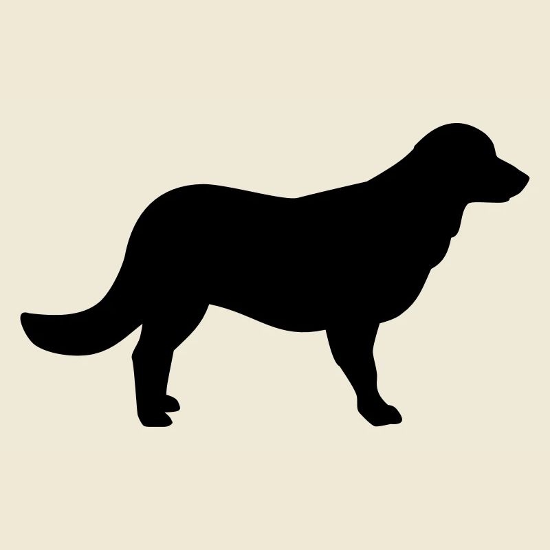 Flat Coated Retriever