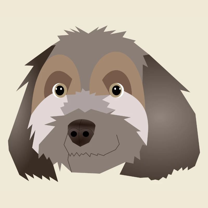 Havanese Bichon - Jypsie