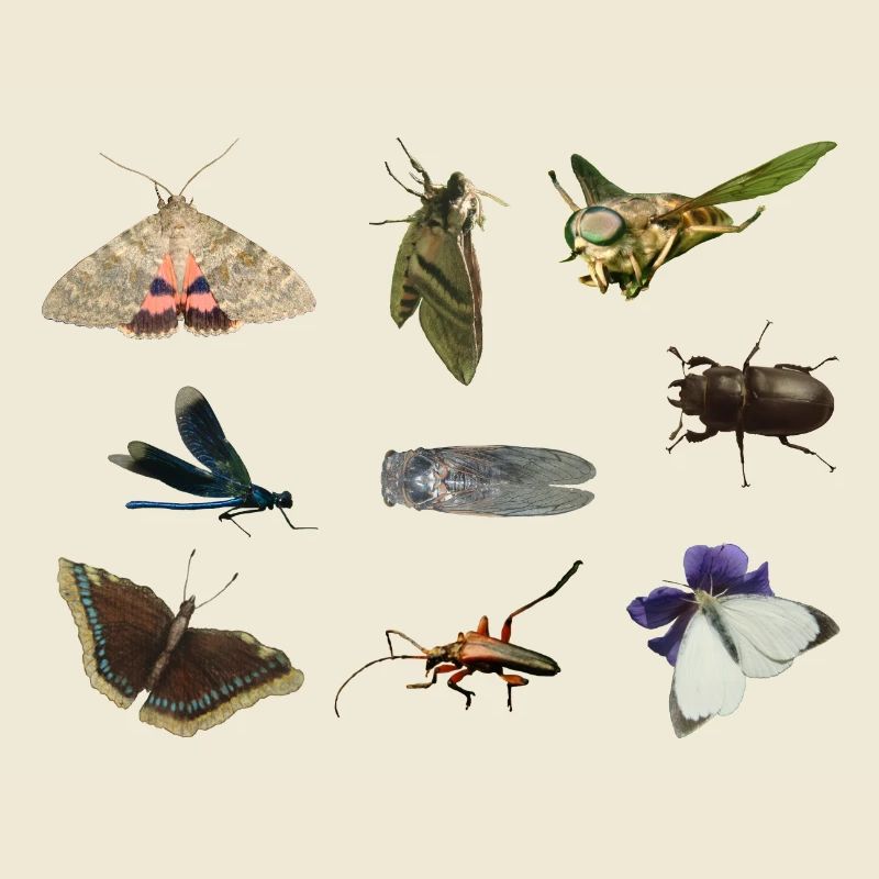 insecte