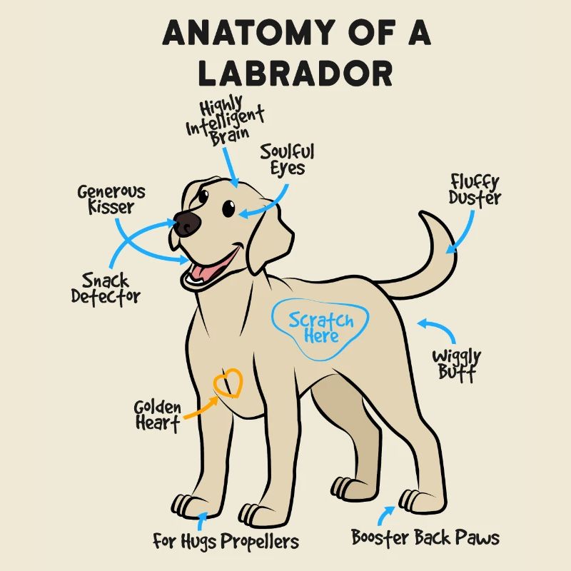 Anatomie Eines Labrador