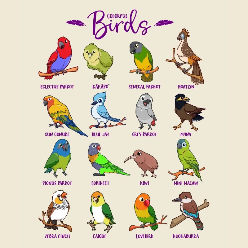 Différents oiseaux de dessin animé
