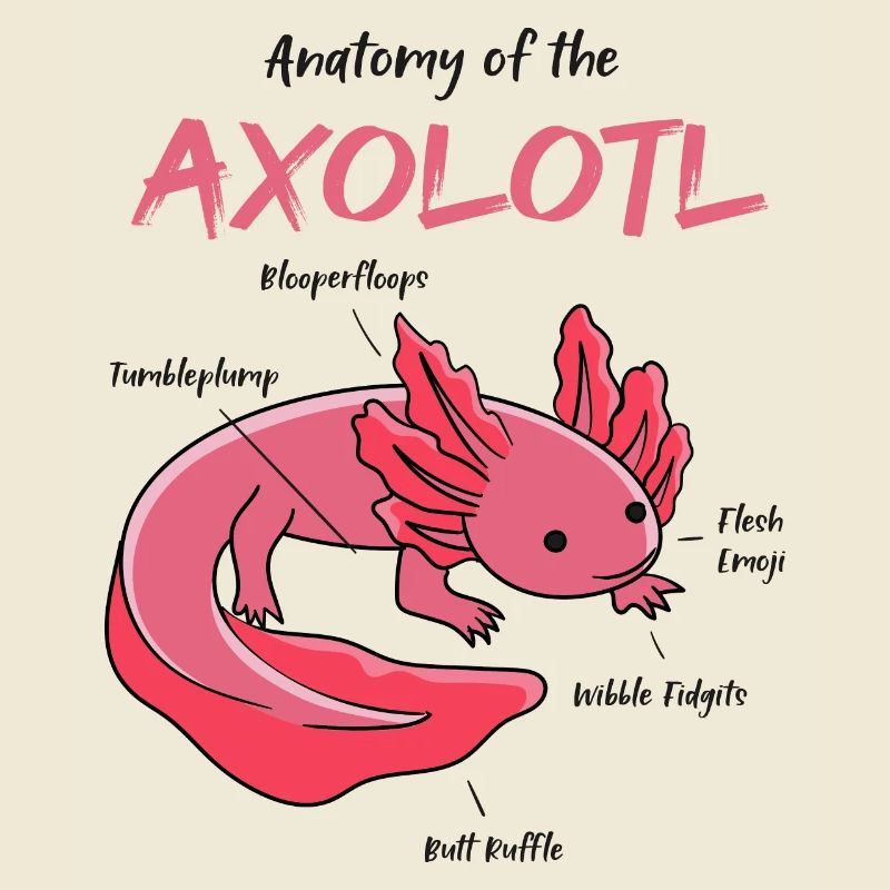 Anatomie de l'axolotl