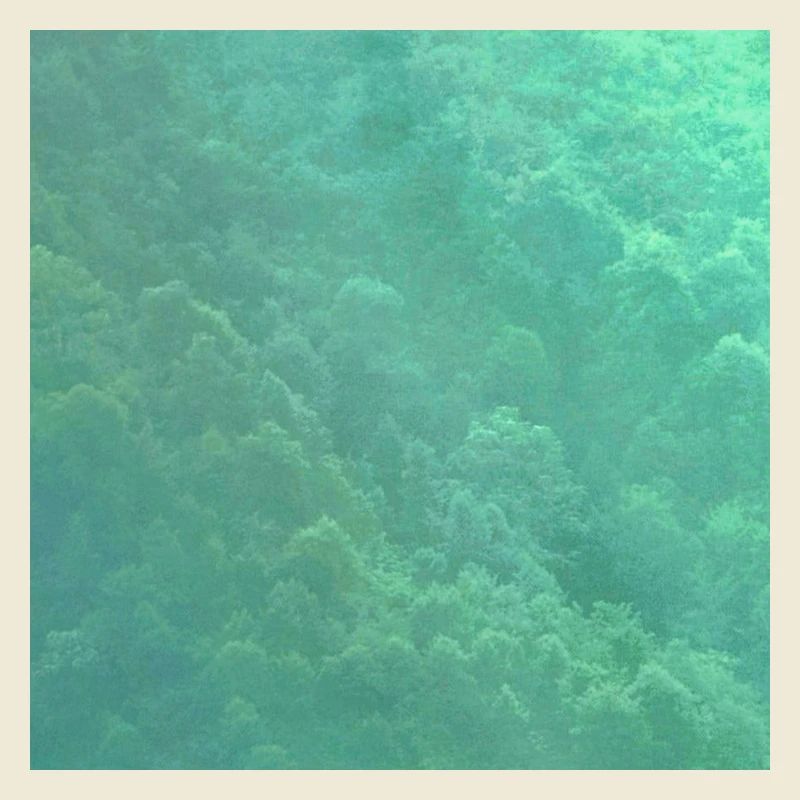 Luminous forest
