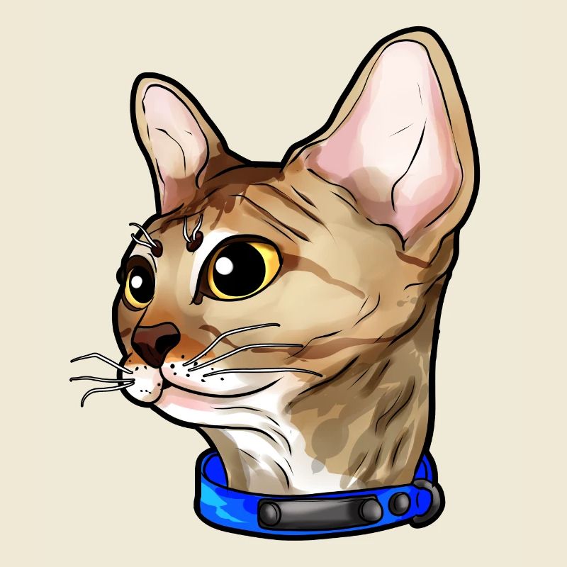 Devon Rex Chat Visage de Chat Amour
