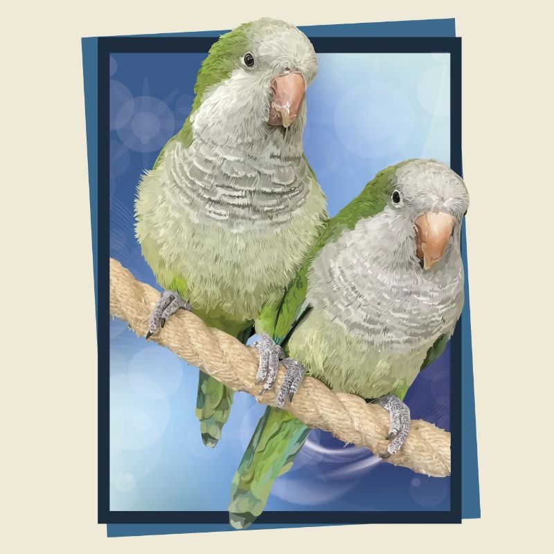 Argentine Parakeet