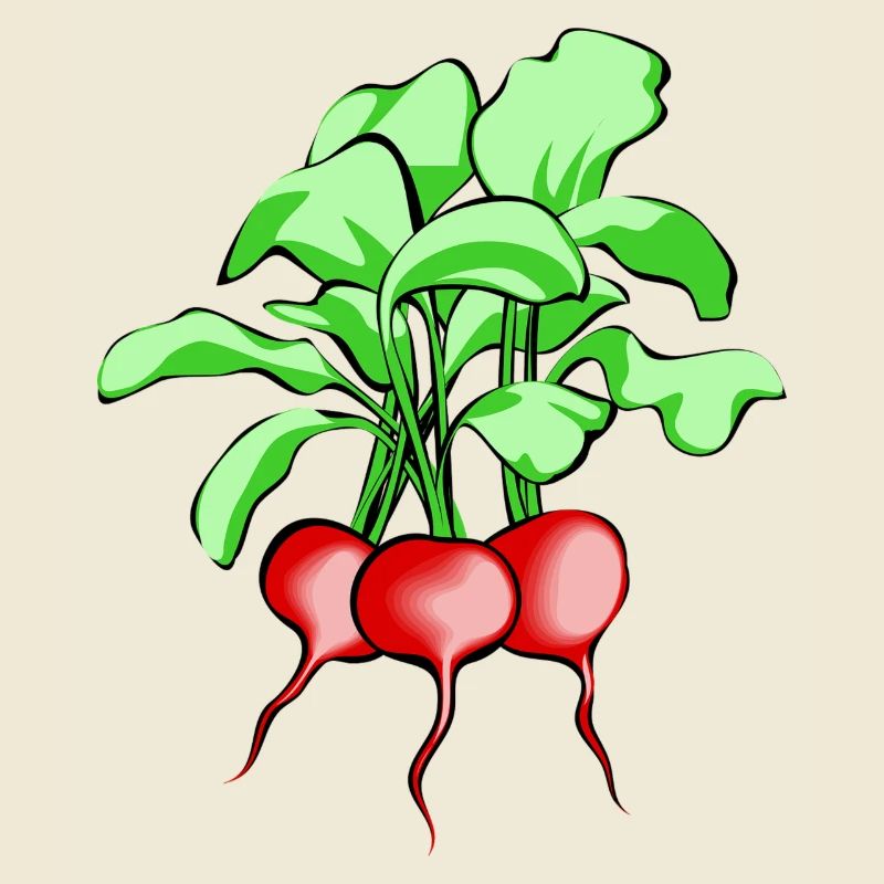 Radieschen. Geschenkidee