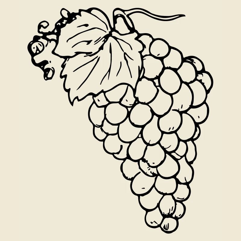 Grape Grapes Illustration Vector Gift Idea