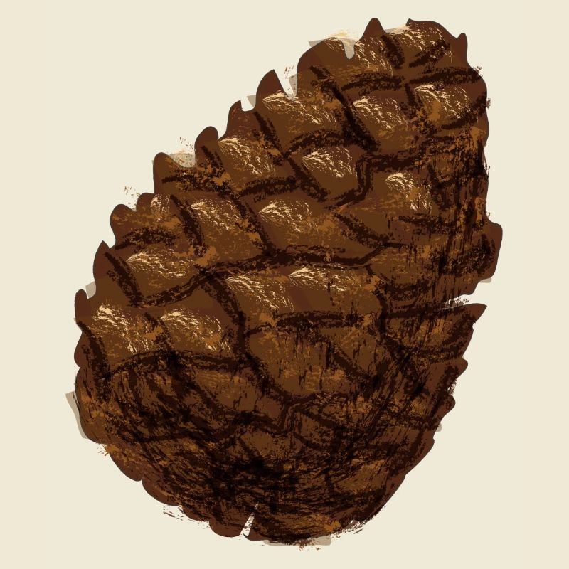 Cone