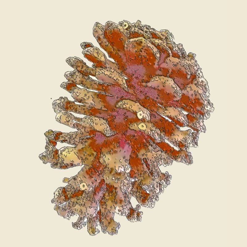 cones