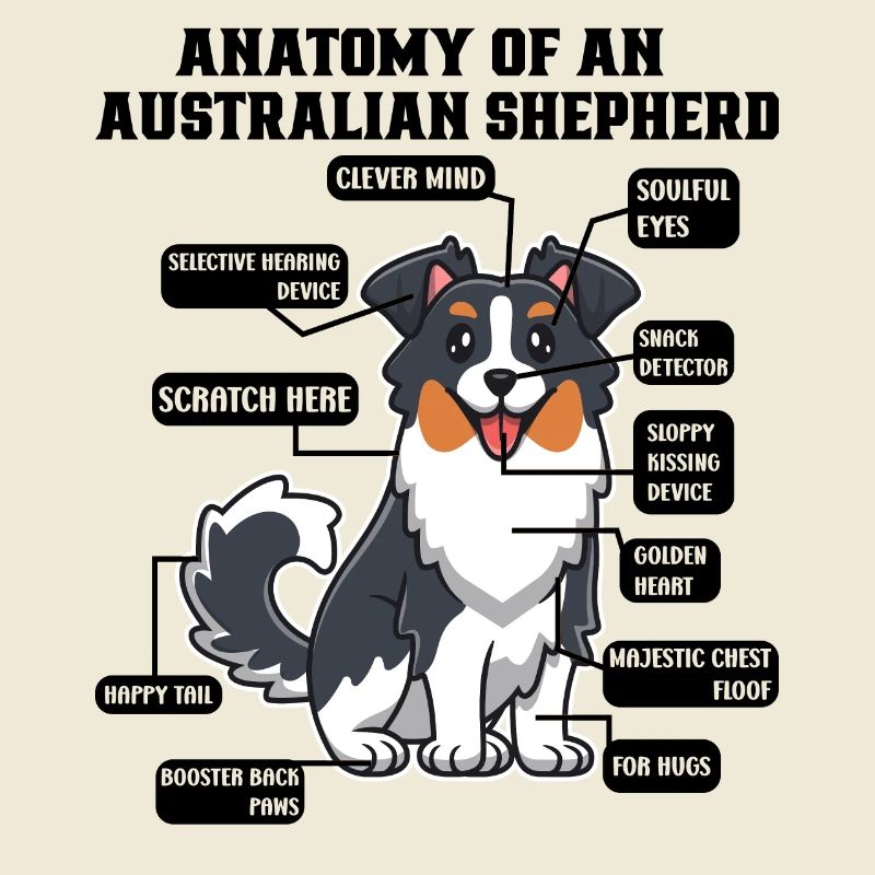 Australian Shepherd Aussie Dad Aussie Mom