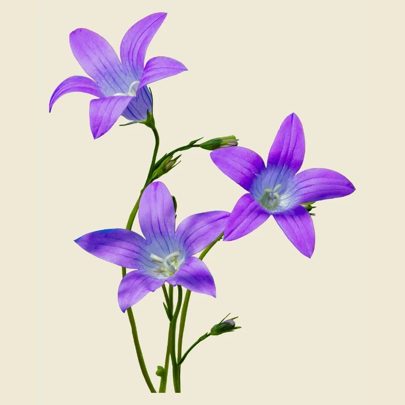 Jacinthes
