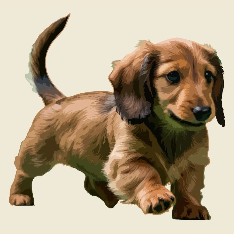 Chiot teckel