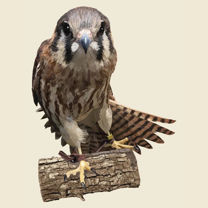 Crécerelle