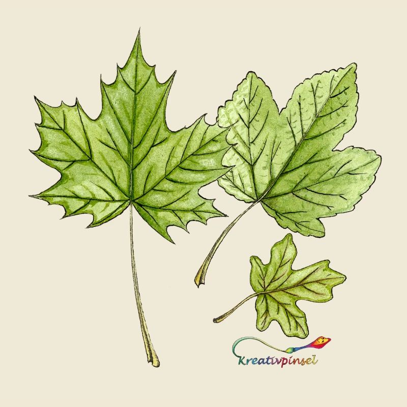 Feuilles d’érable