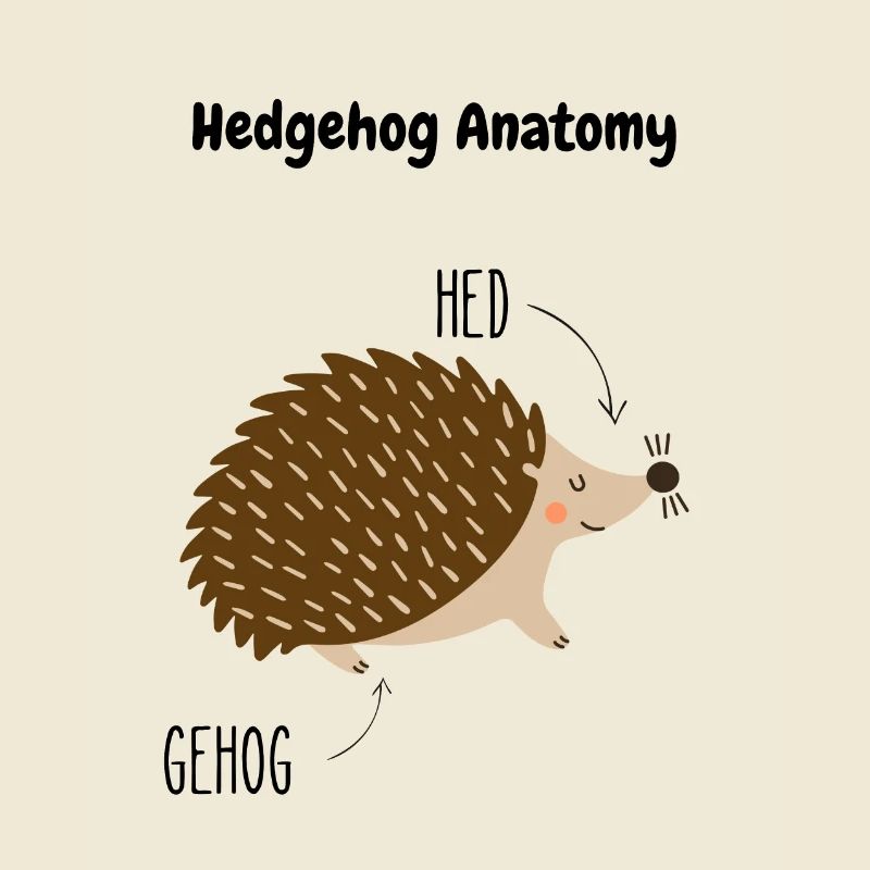Anatomie du hérisson | Jeu de mots anglais | Hérisson mignon