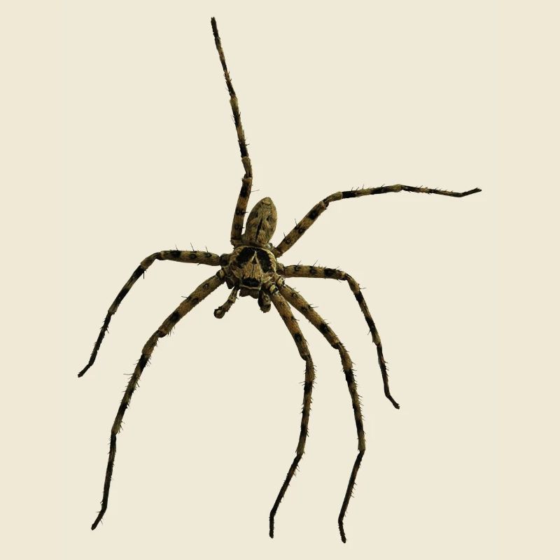 Hauswinkelspinne