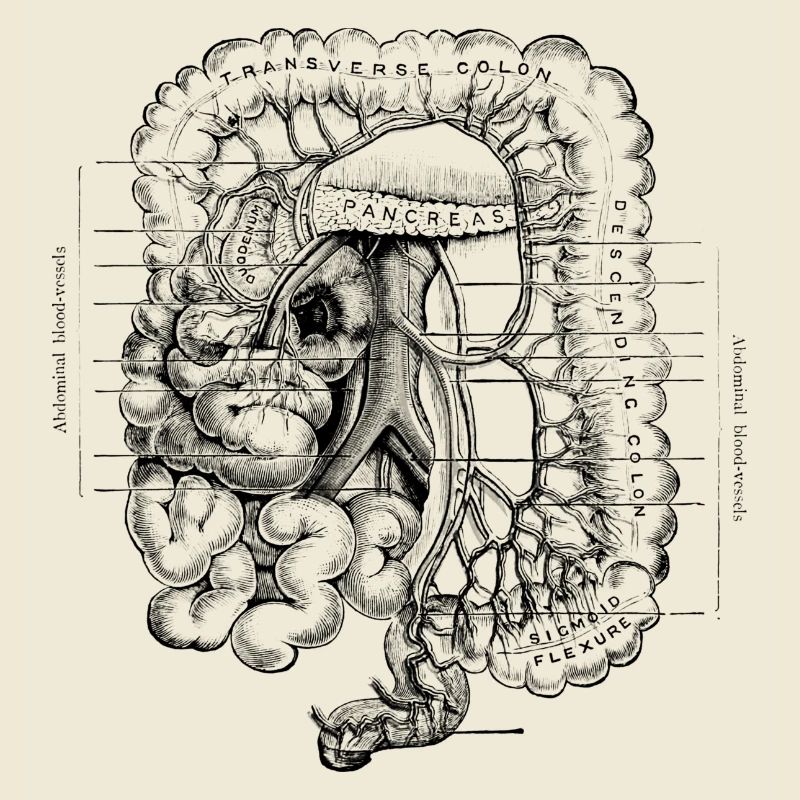Human Body - Digestive System