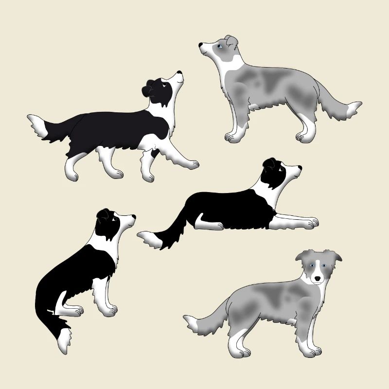 Border Collie selection
