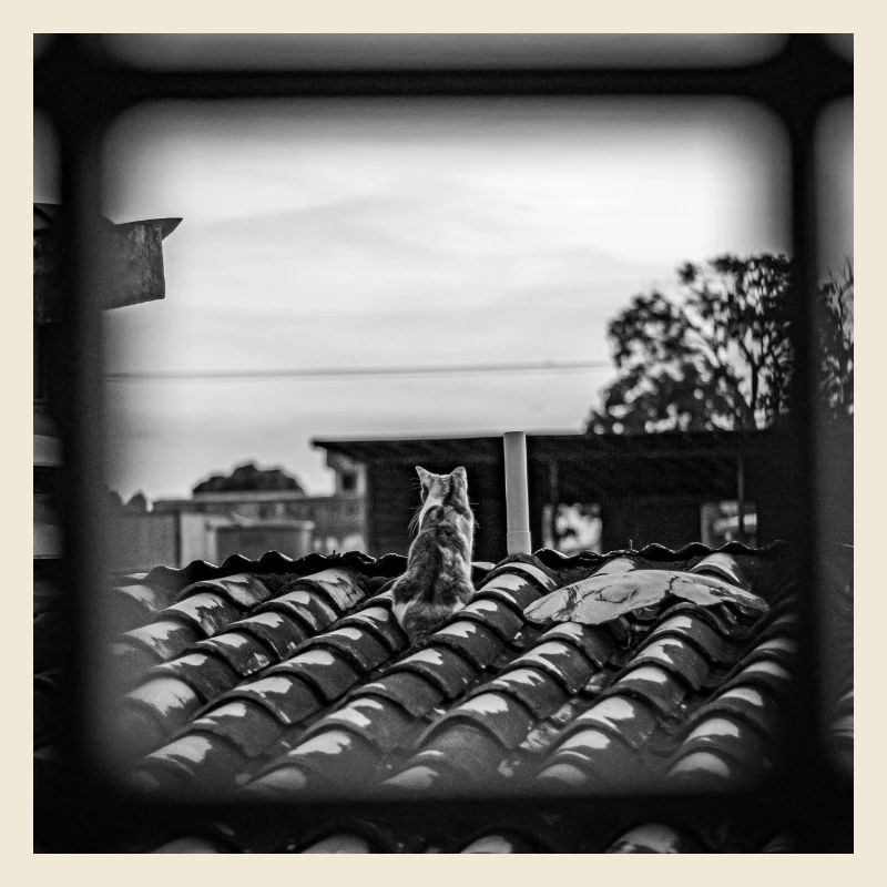 le chat sur le toit