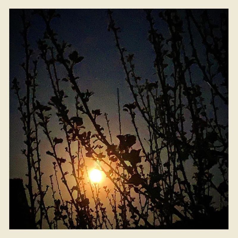Mond