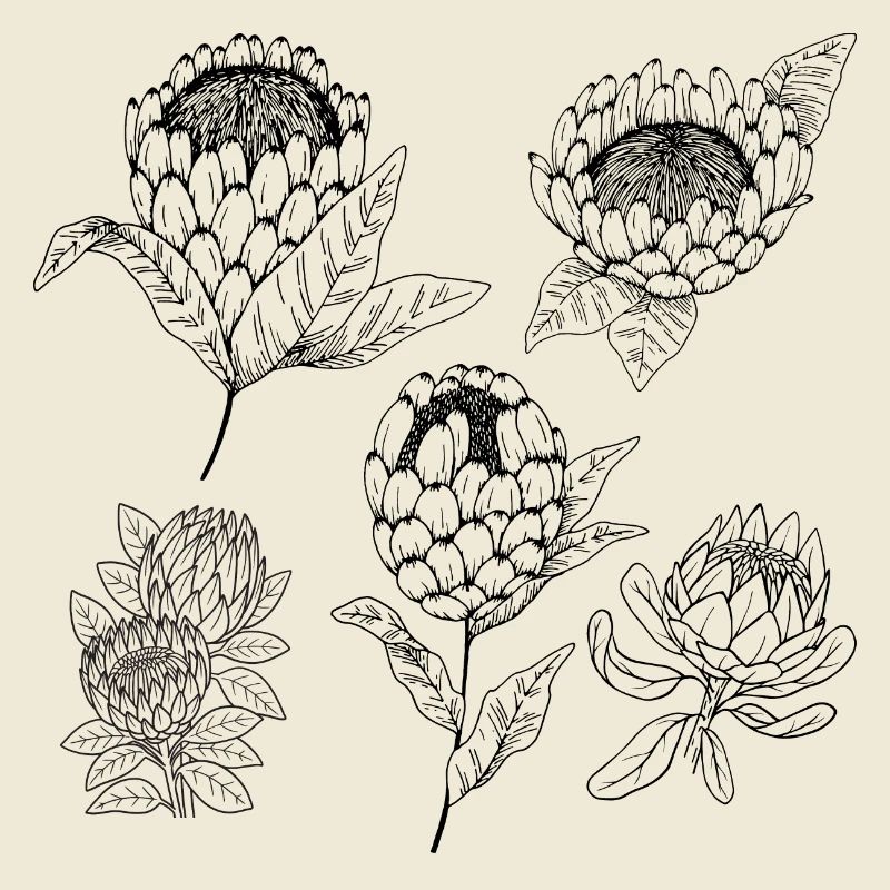 Protea flower group