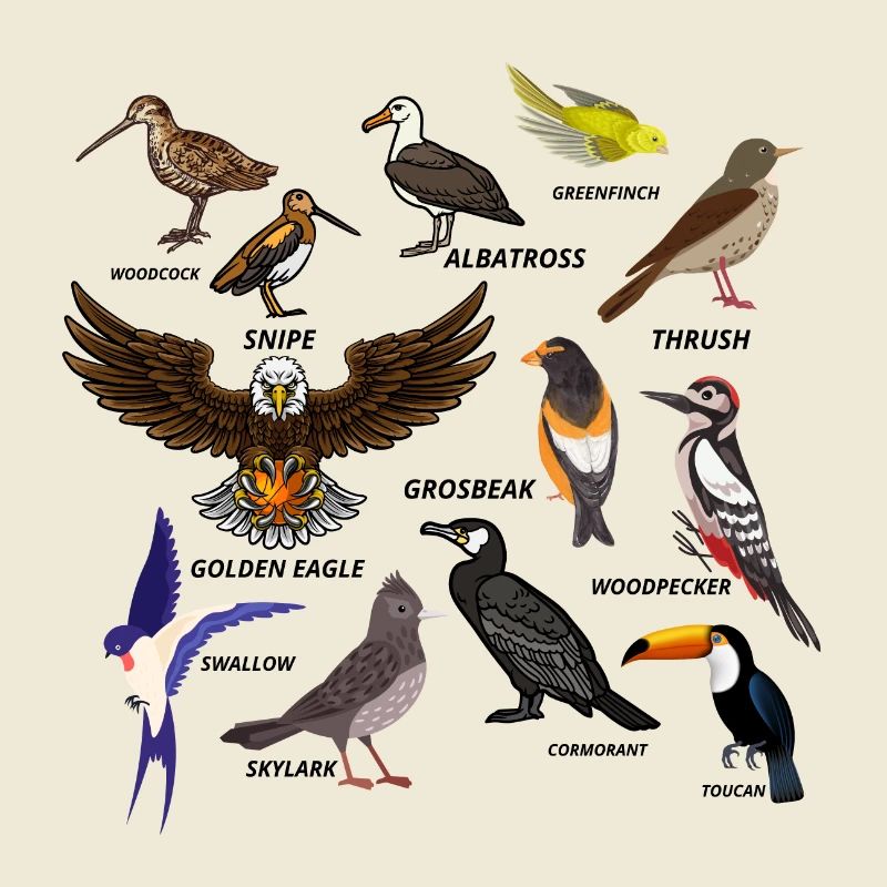 ensemble d’oiseaux