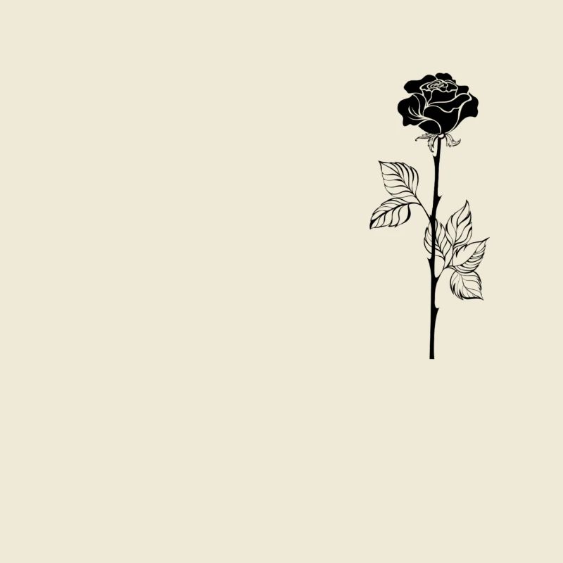 Schwarze Rose