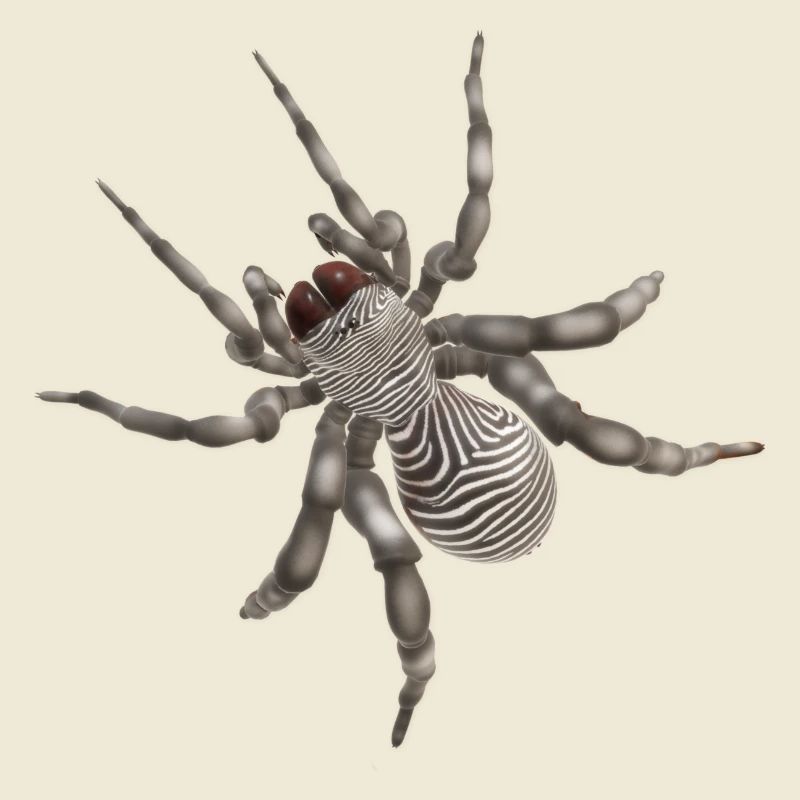 Spider