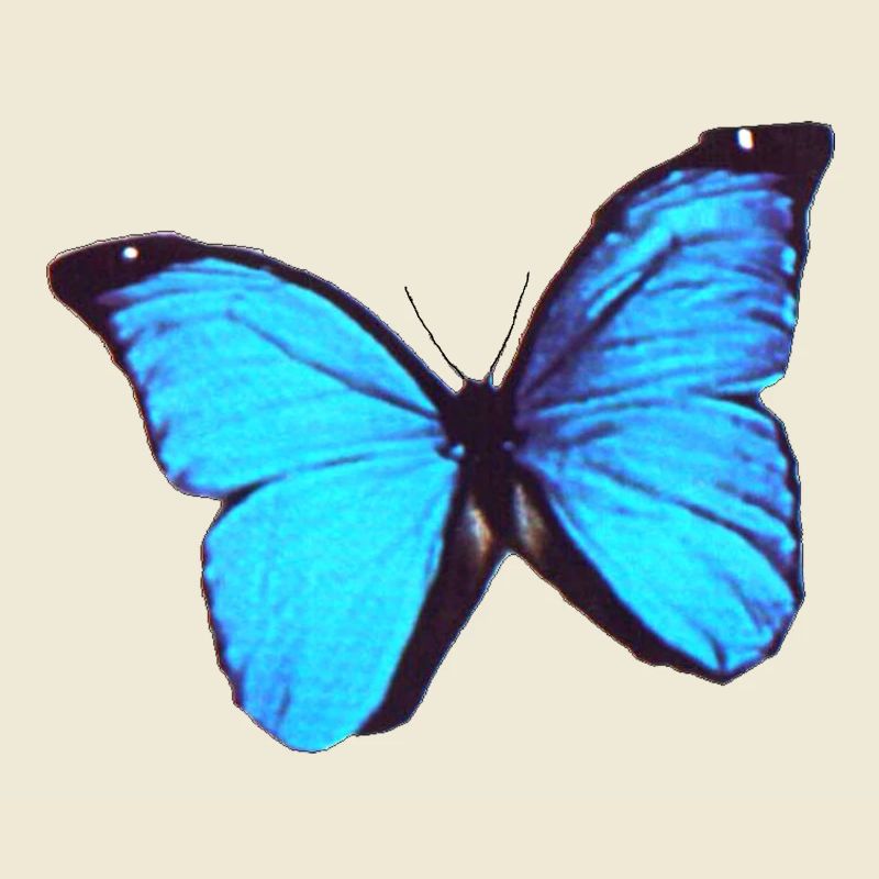 Papillon Morpho 5