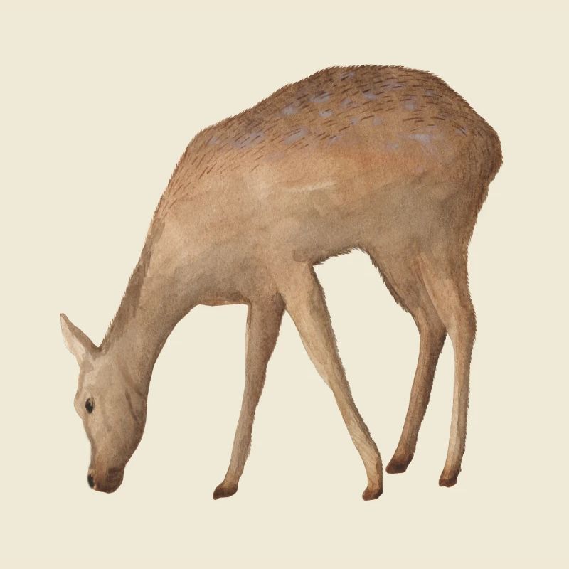 Roe deer