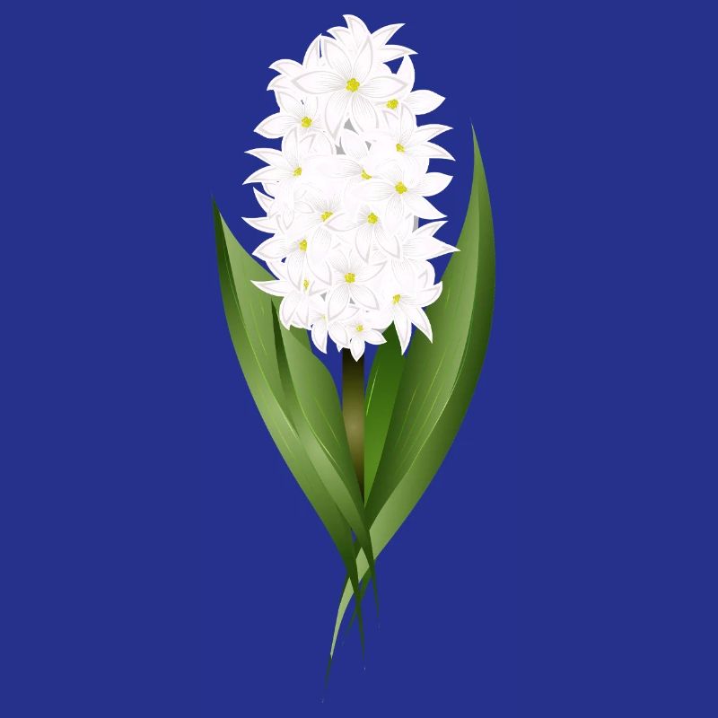 Jacinthe blanche – délicatesse sous forme de fleur