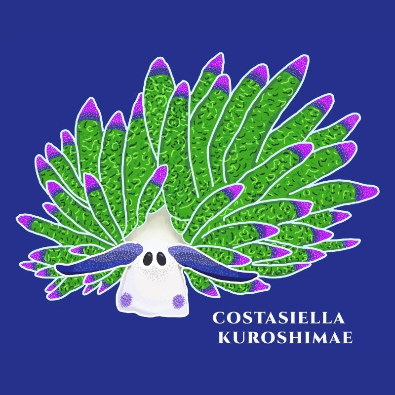 Leaf Sheep Snail, Drawing