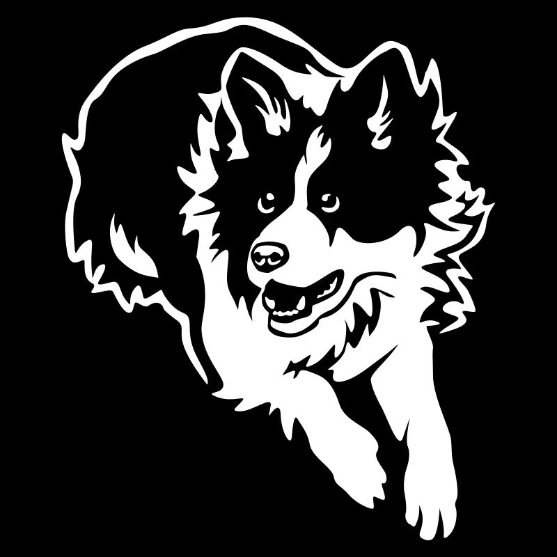 Border Collie "Black Edition"