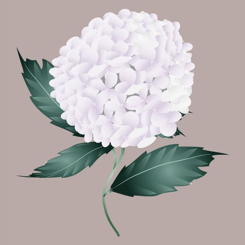 White hydrangea blossom – elegance and lightness