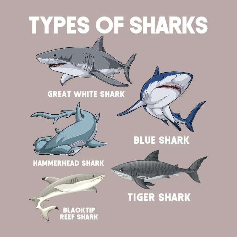 Types de requins