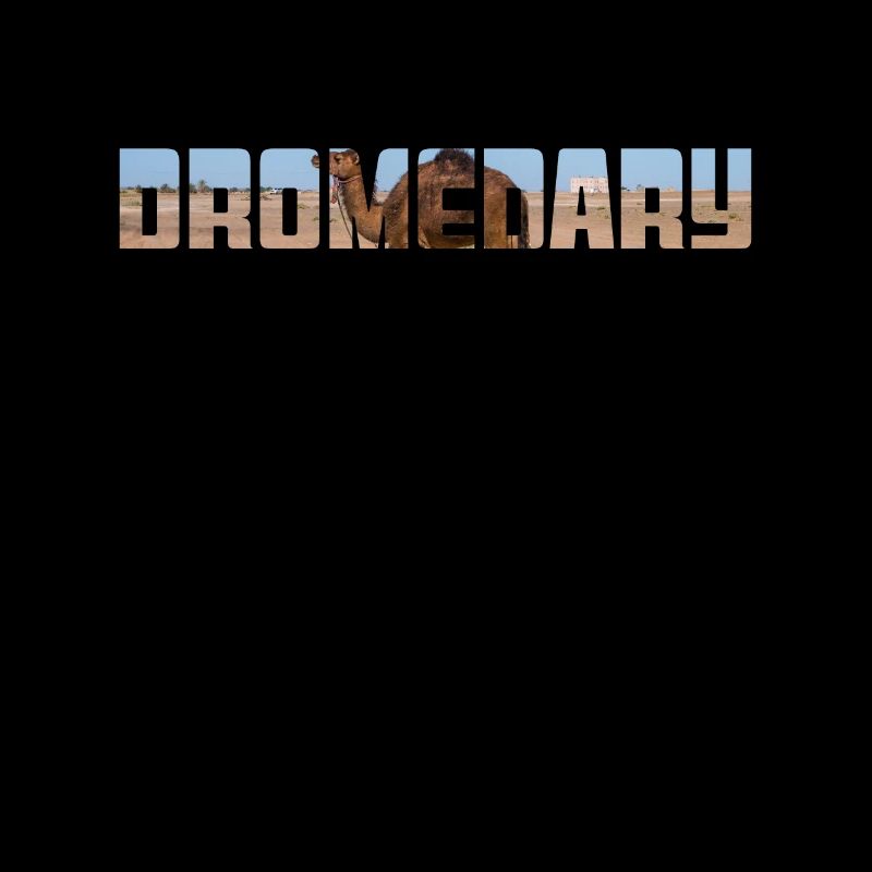 Dromedar