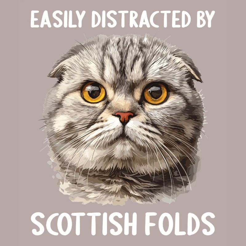 Scottish Fold Kätzchen Scottish Fold Katze
