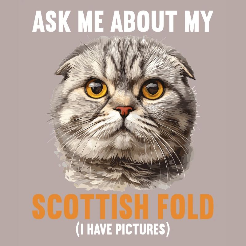 Scottish Fold Kätzchen Scottish Fold Katze