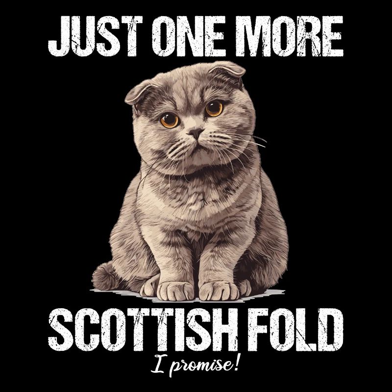 Scottish Fold Kitten Scottish Fold Cat