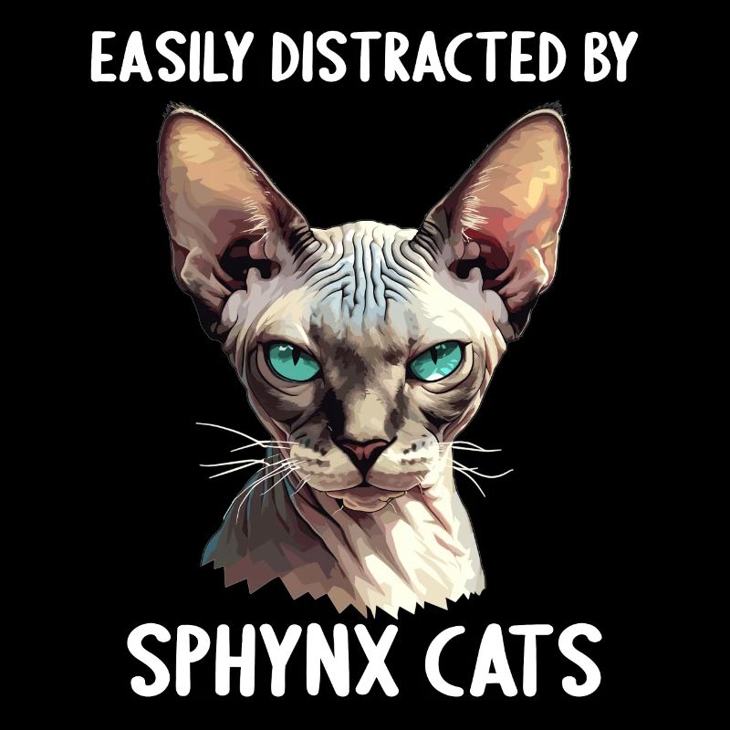 Chaton Sphynx Chat Sphynx