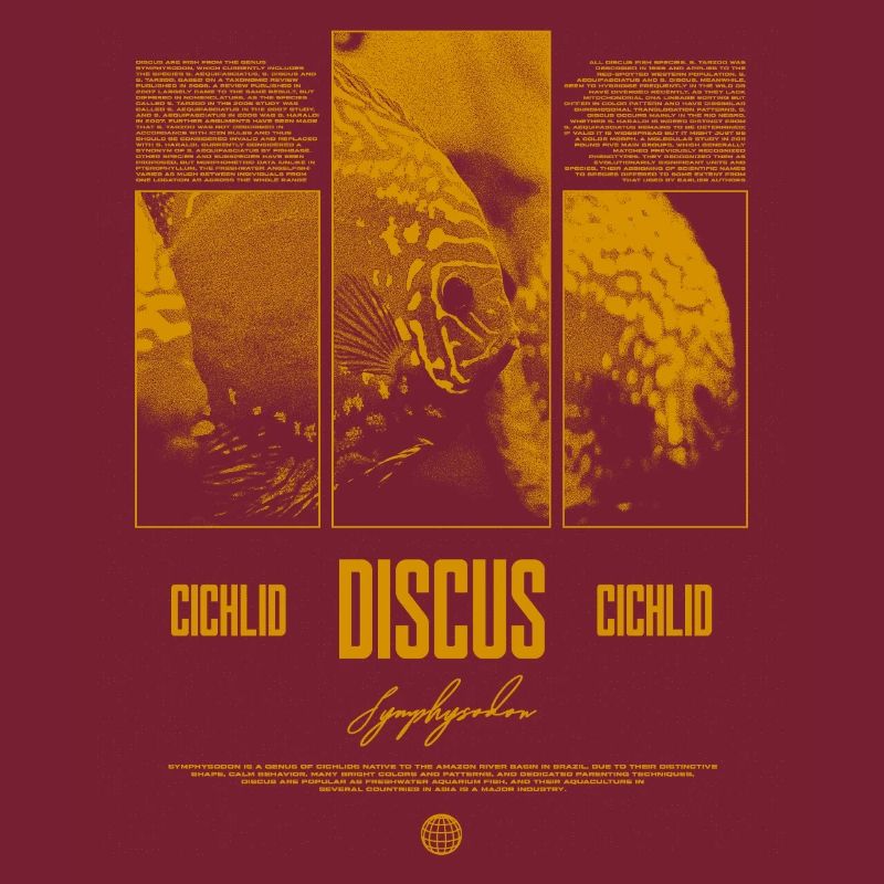 Discus Cichlidé Aquarium Fish Keeper
