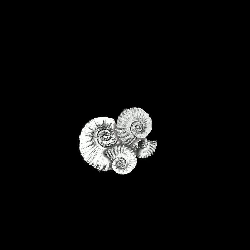 ammonites