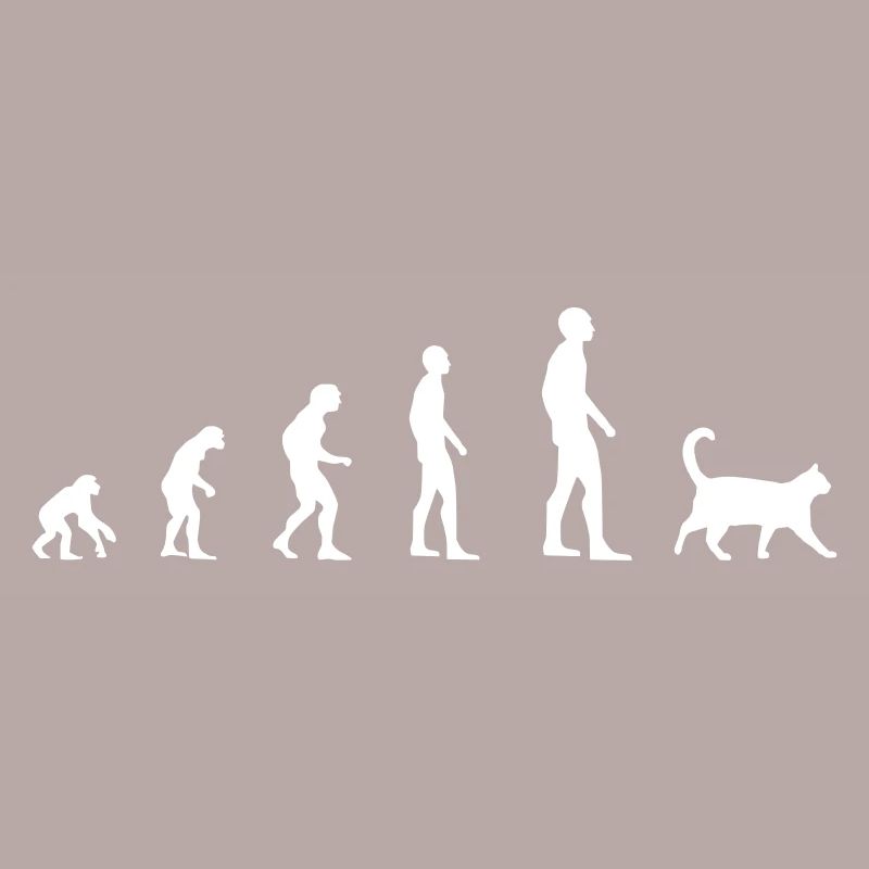 Katze – Evolution