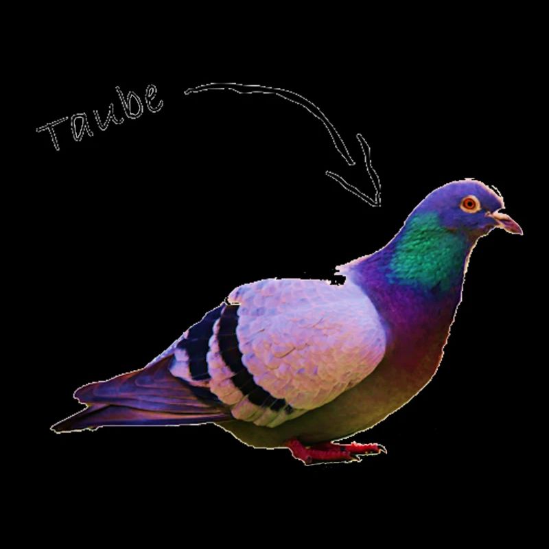 Taube
