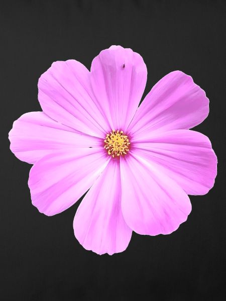 Blume