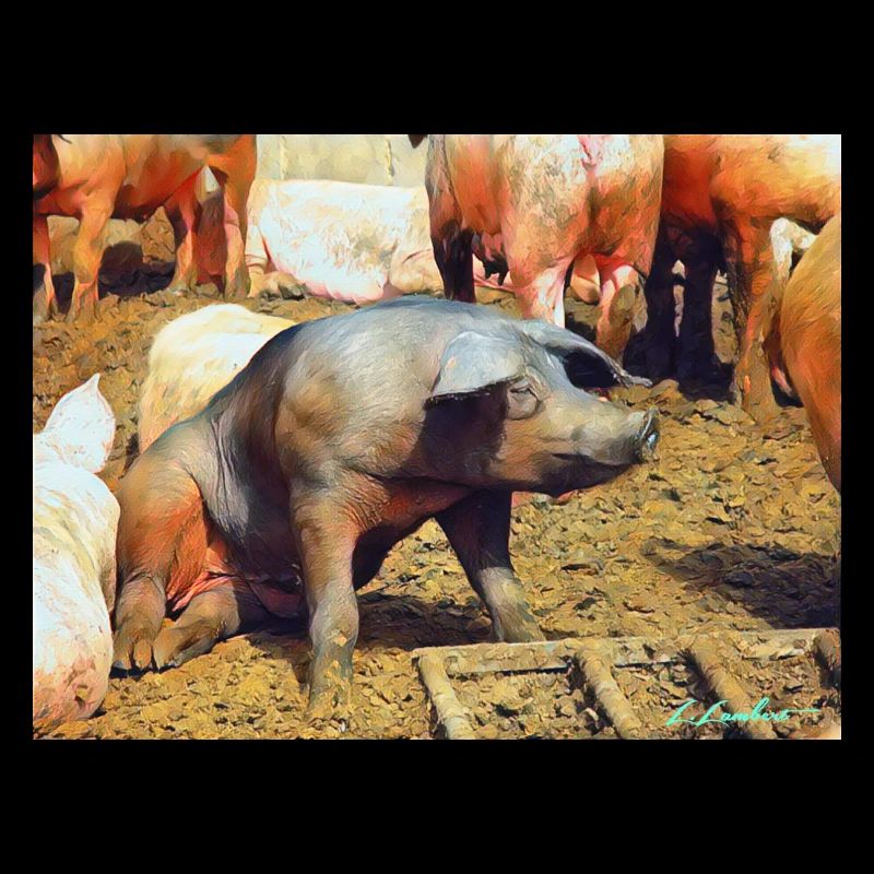 Cochon alors !